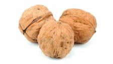 Fresh California Walnuts In Shell FREE SHIPPING