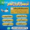 International Online Quran Academy