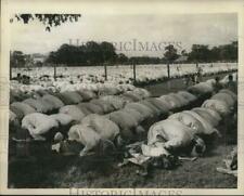 1958 Press Photo 20,000 Muslims praying together, Calcutta, India