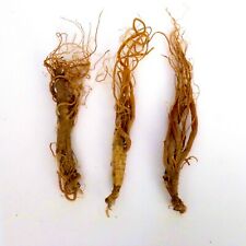Ginseng  | Panax Root | 8 years | Red Ginseng Whole Root | Big Ginseng With Hair