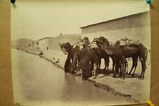 antique old PHOTO LEROUX  Arab Muslim AFRICA Camels ALGERIA 1890s